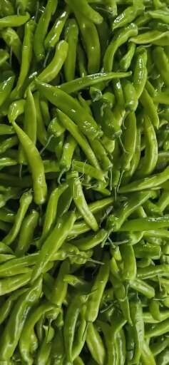 莘县莘县产地黄皮尖椒开始上市了