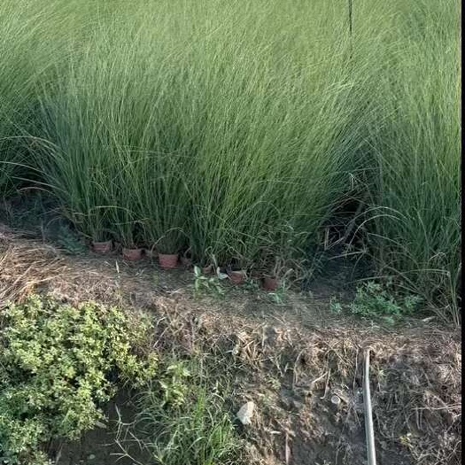 常州细叶芒