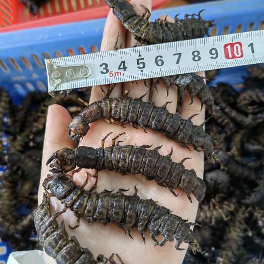 爬沙虫、水蜈蚣大条、批发