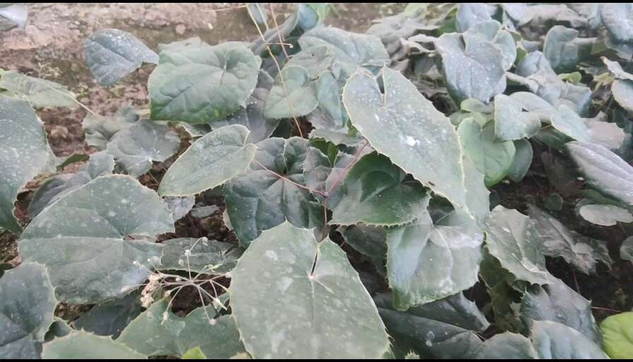 江油市淫羊藿苗 高含量箭叶品种 总黄酮高达10.0以上现挖现卖