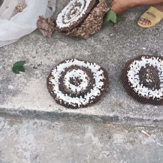 罗甸县胡蜂王黄脚