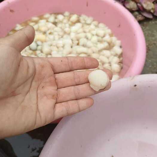威海新鲜港湾贝原浆贝丁不加一滴水现扣现发
