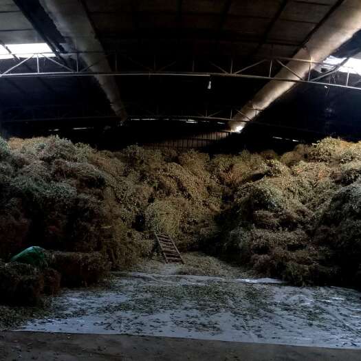 南宁金钱草批发