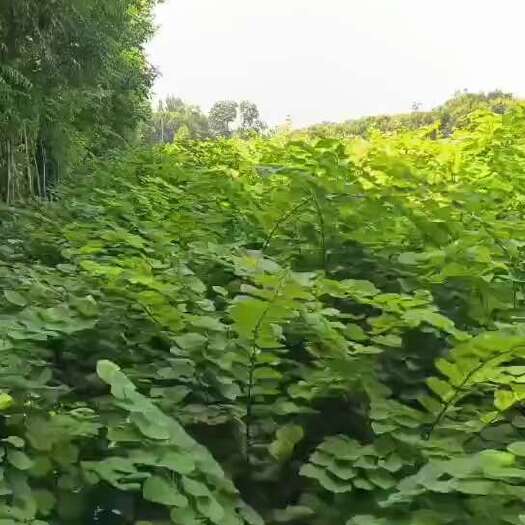 鄢陵县一米冠幅的紫荆