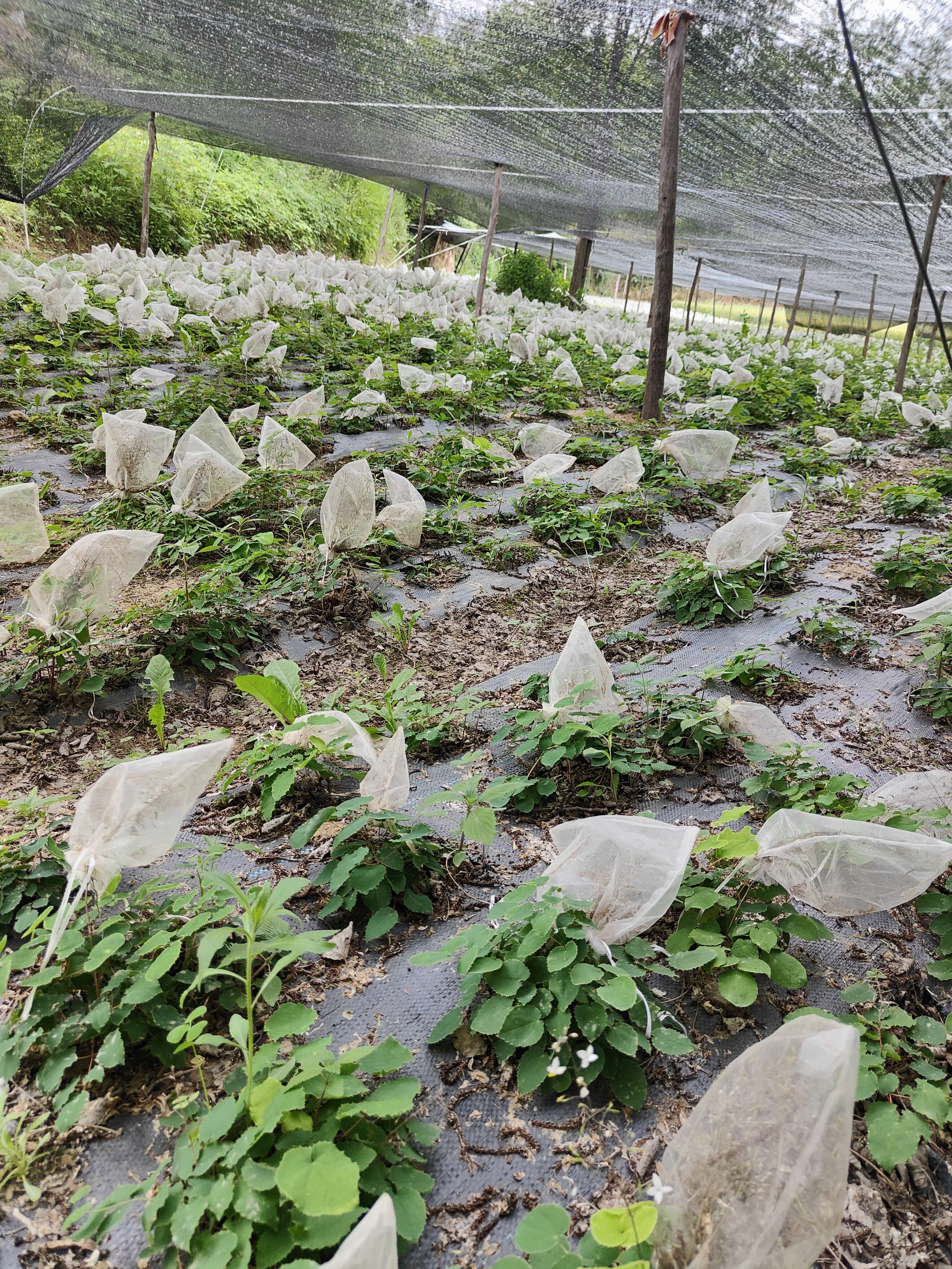 淫羊藿种苗基地直销甘肃省陇南市发货中药材种苗优选健康新鲜