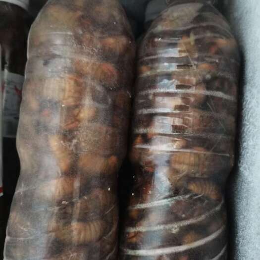 灵宝市杜仲瓶装金蝉