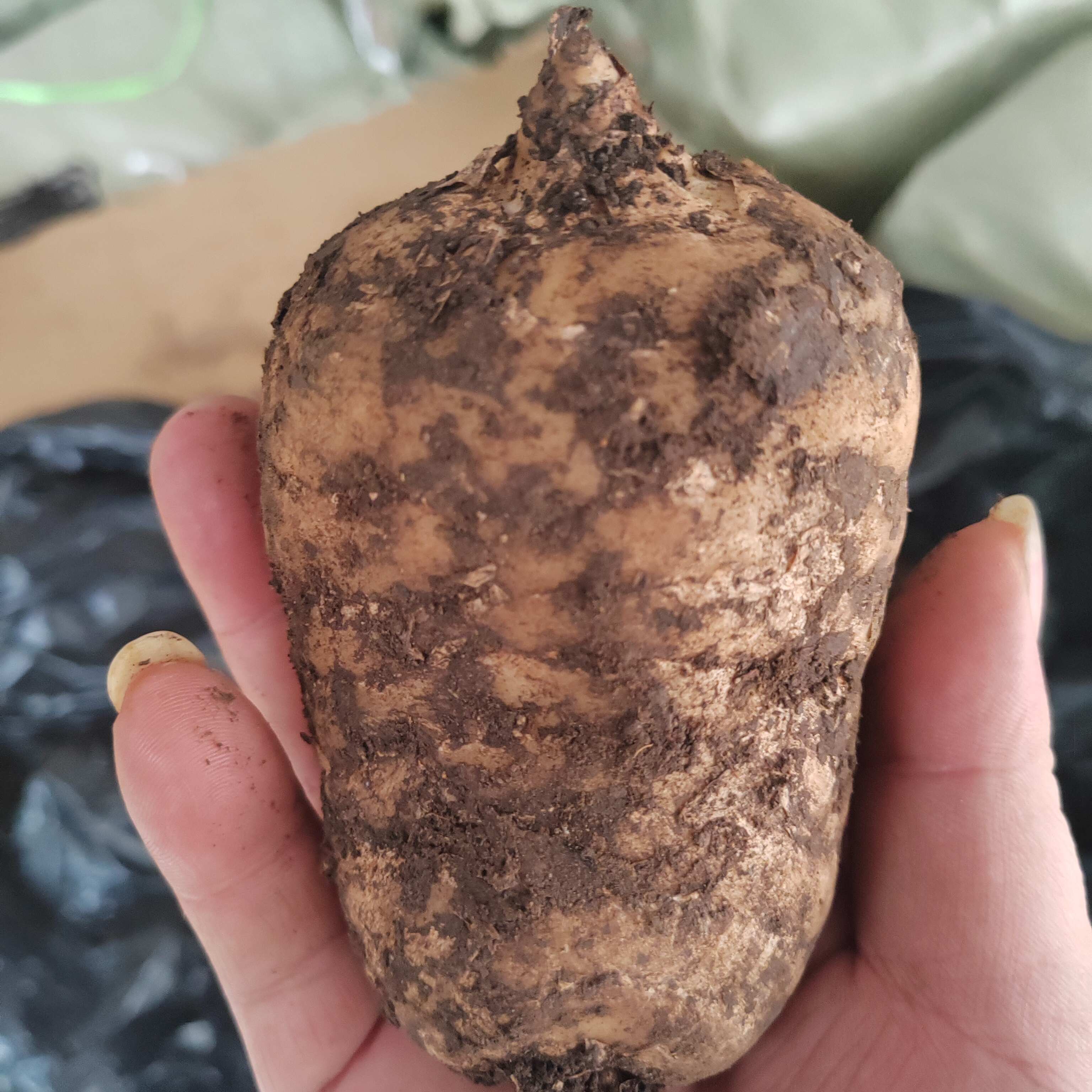 成都【天麻】新鲜天麻基地供应，品质保证，货源充足！！！