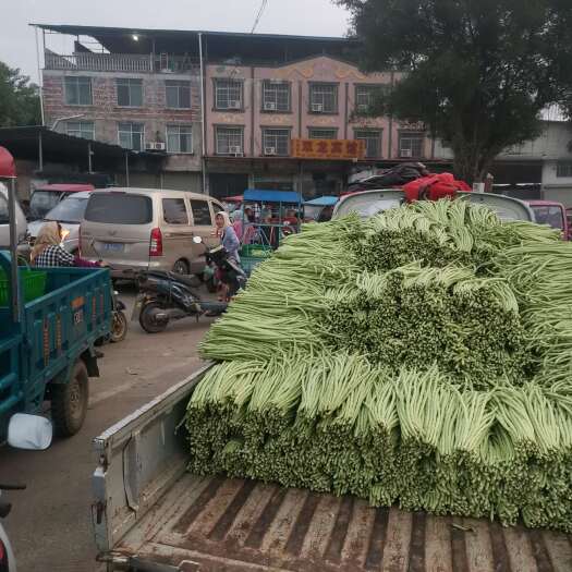 南宁产地大量供应豆角