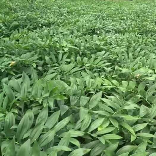 桂阳县玉竹