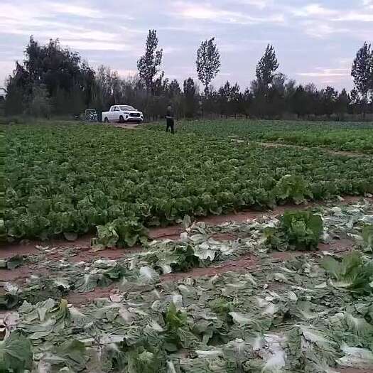 伊金霍洛鄂尔多斯成陵大白菜
