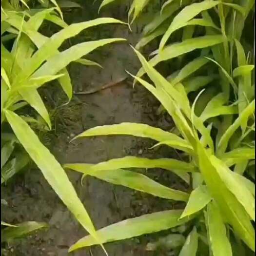 元江县优质小黄姜