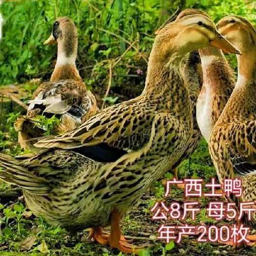 南宁脱温半斤左右大种清头鸭青年大种杂交鸭活体大种清水鸭饲料麻鸭