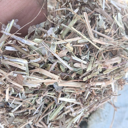 莘县24年花生秧山东
