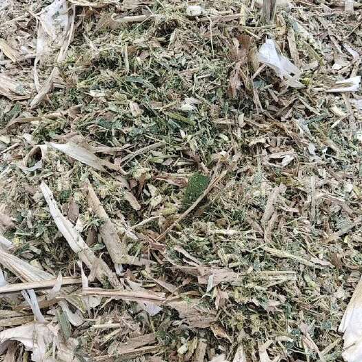 阜南县优质黄储，牛羊的美味佳肴！