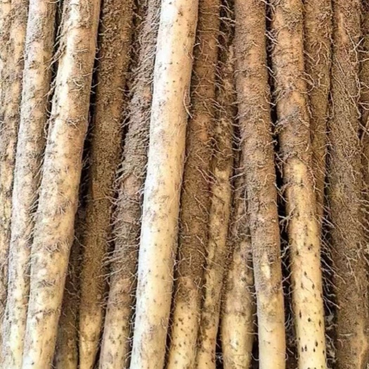 蠡县河北保定新鲜铁棍山药 优质根茎菜 山药批发零售蠡县发货