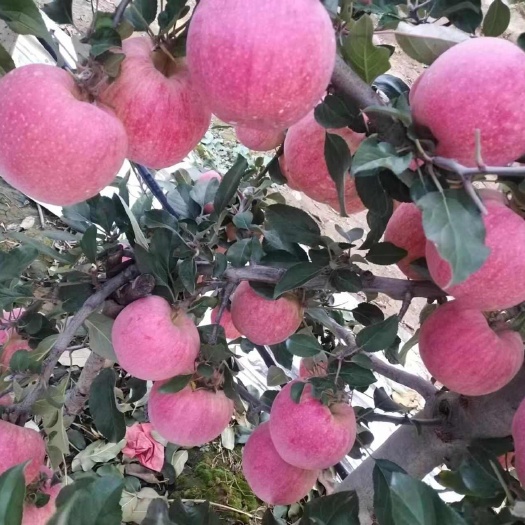 蒲城县爱妃苹果