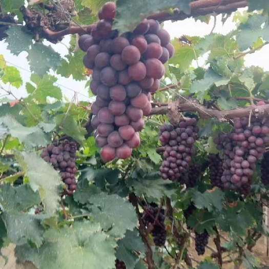 鸡泽县大量供应加工厂  榨汁    酒厂  巨峰葡萄