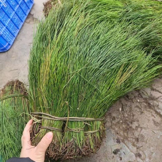 百色广西石寄生，铁扫把，