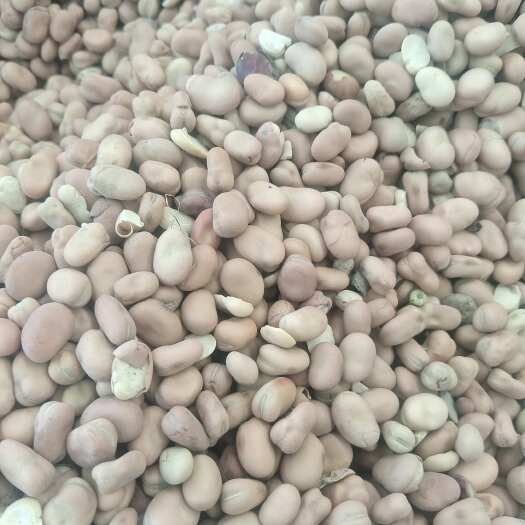 永登县蚕豆，鱼饲料，豆瓣厂家专用