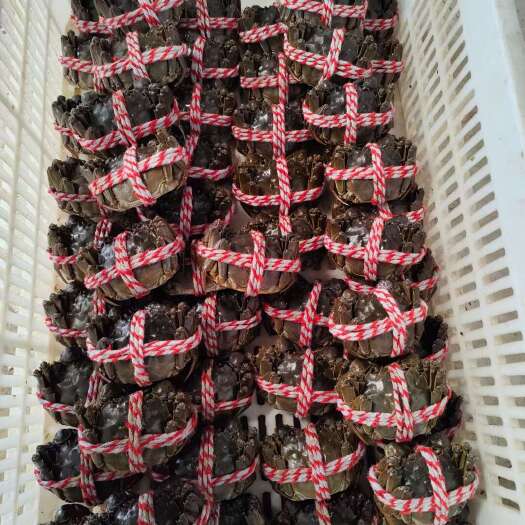 仙桃市鲜活大闸蟹 湖北仙桃直发 肉质鲜美 个大肥嫩