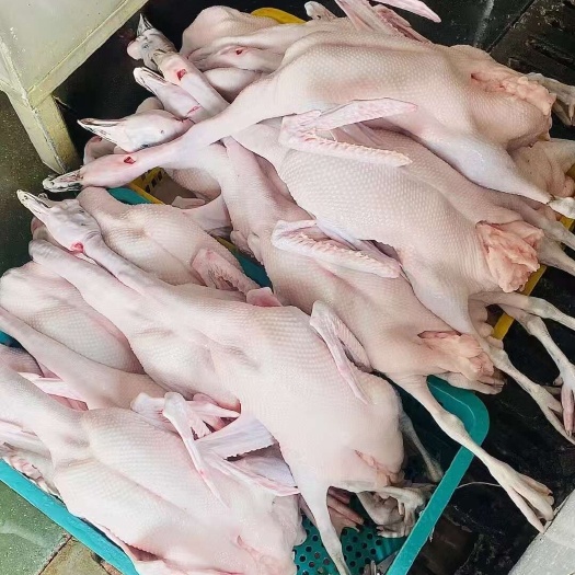 佛山黑棕鹅