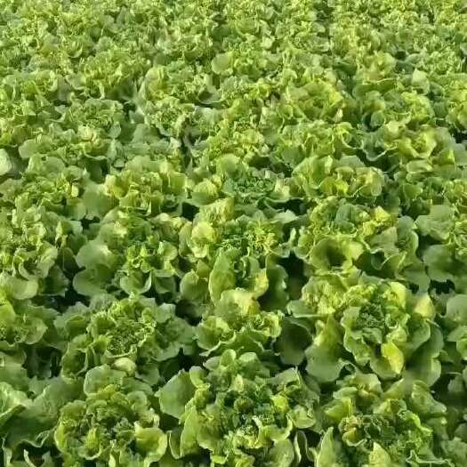 陆良县意大利生菜