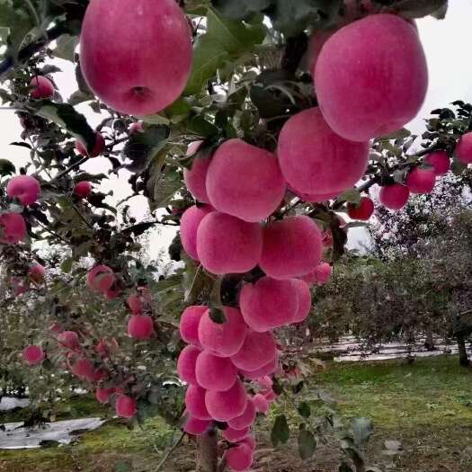 宜川县红富士苹果