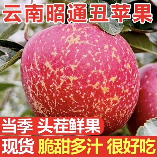 昭通云南昭通丑苹果多品种全产业供应链