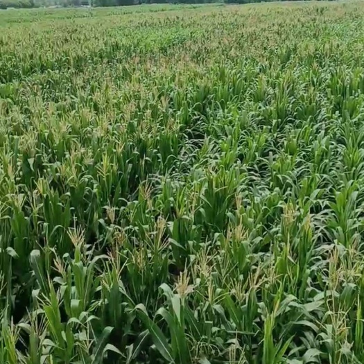 济南玉米青储130亩出售 历城区王舍人