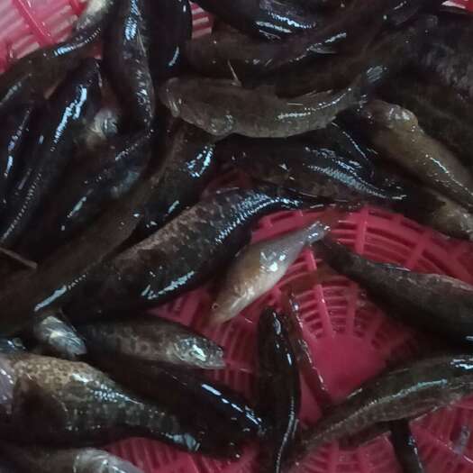 镇赉县东北泥鳅鱼