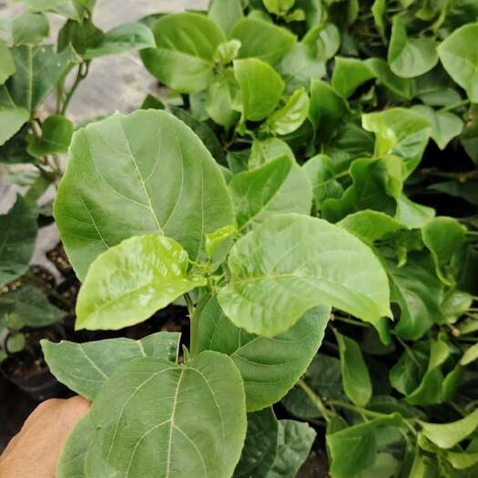 灵山县黄金百香果嫁接苗起苗发货，欢迎咨询
