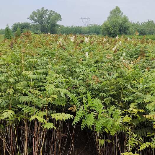祁县珍珠梅，出售大田定植珍珠梅，基地直供，现场看苗