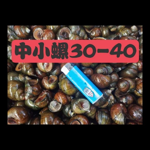 仙桃市优质淡水螺