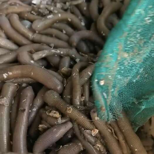 东港市一手沙虫货源 每天都有货 批发联系
