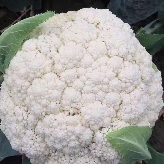 邯郸白花菜花