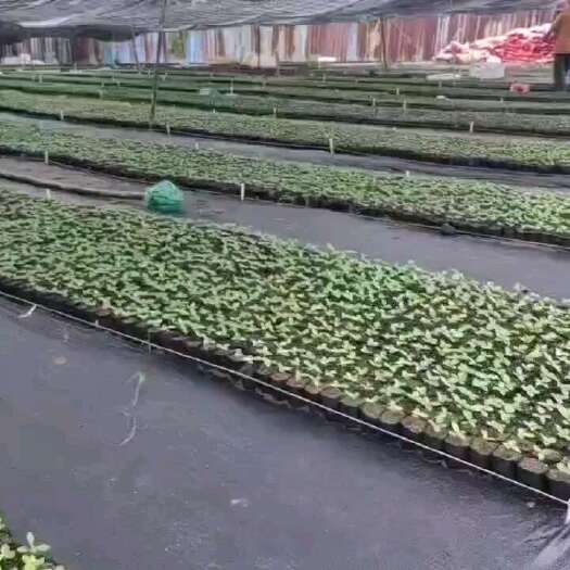 徐闻县钦蜜9号百香果苗批发包邮