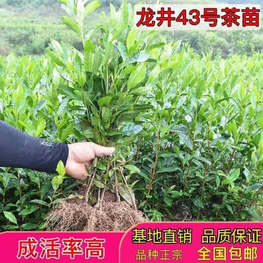 福安市出售各类茶苗