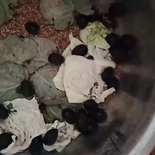 那坡县土鳖体，活体，干品，种苗。