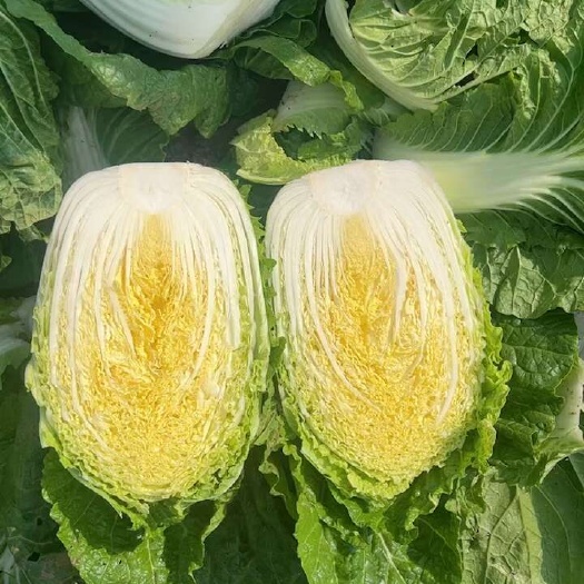 公主岭市吉林黄心白菜市场菜.泡菜厂菜