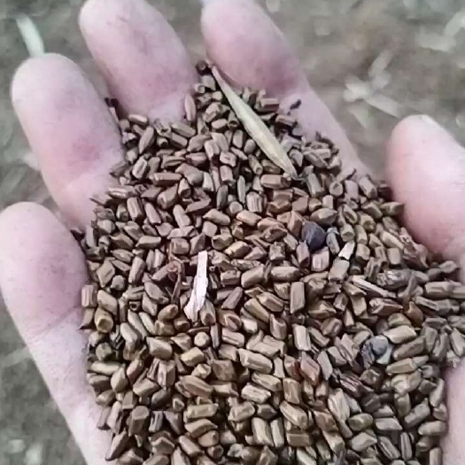 沁阳市决明子