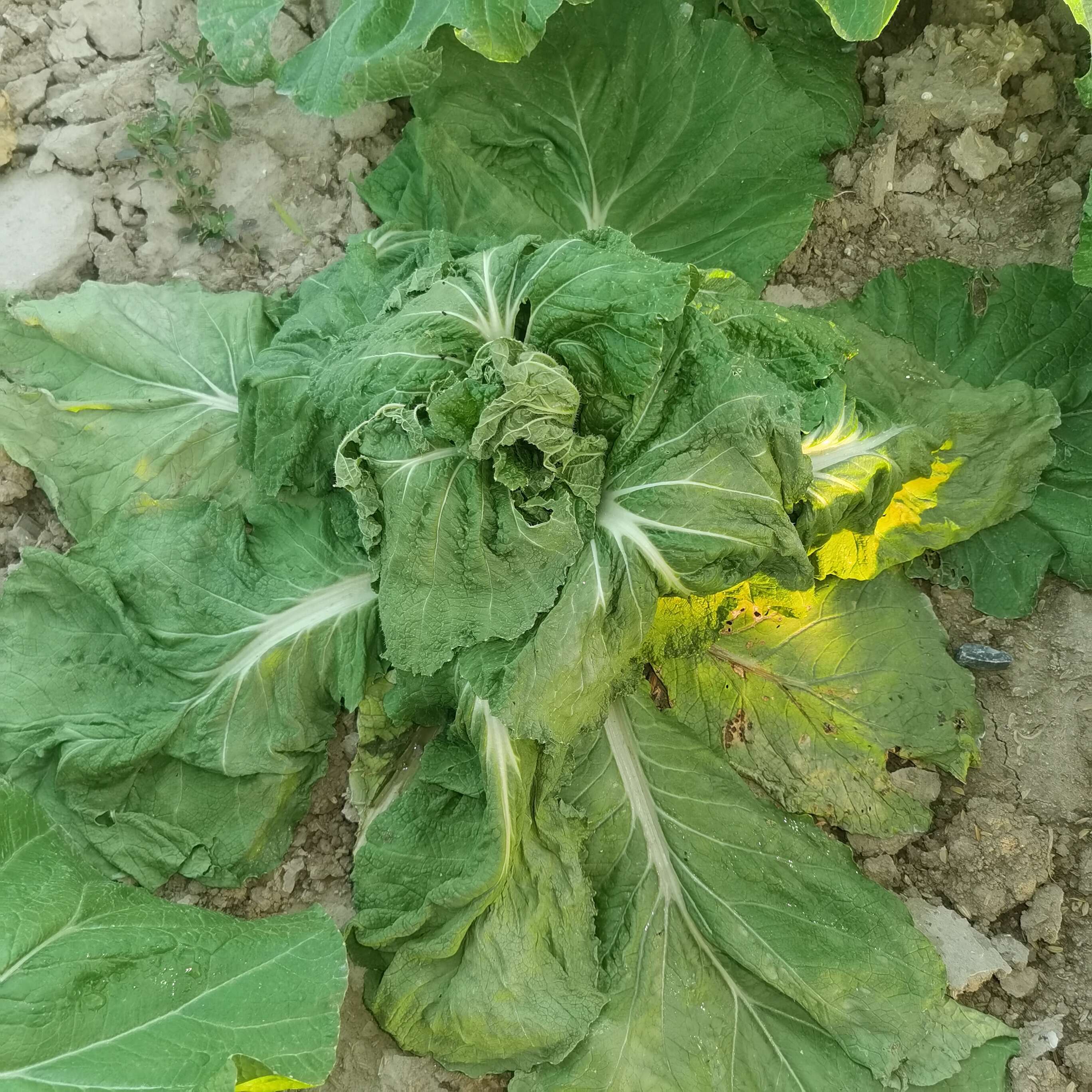 大白菜出现这种情况?是怎么了