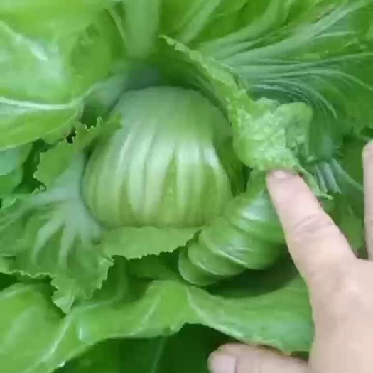 芥菜