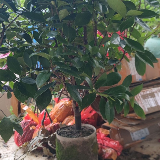 梧州四季茶花，夏日七心品种，大量现货源头基地发货