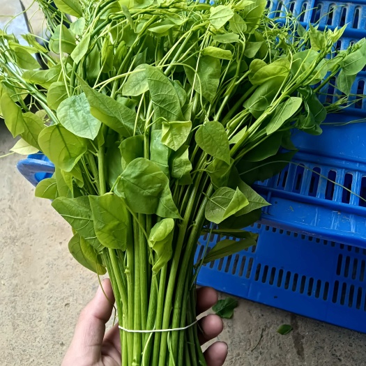 大新县辣木苗有货有需要的老板随时联系价格好说