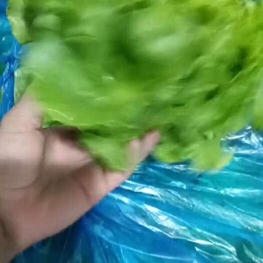 南通生菜