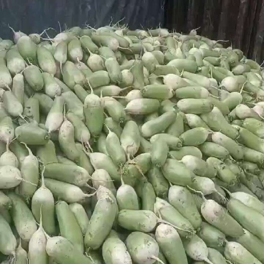 忻州萝卜