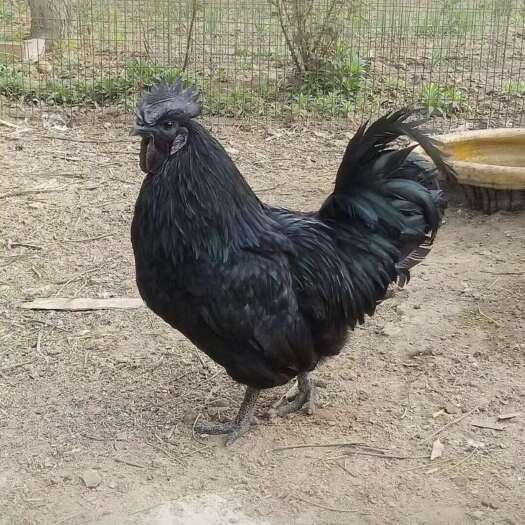 赫章县养殖乌骨鸡