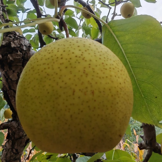 绥中白梨，安梨，花盖梨，产地直发，新鲜采摘