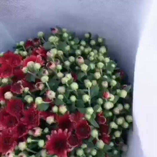 菊花，基地直销