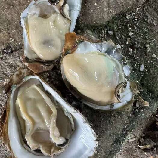 阳西县新鲜台山生蚝 源头直发 海鲜活体水产批发